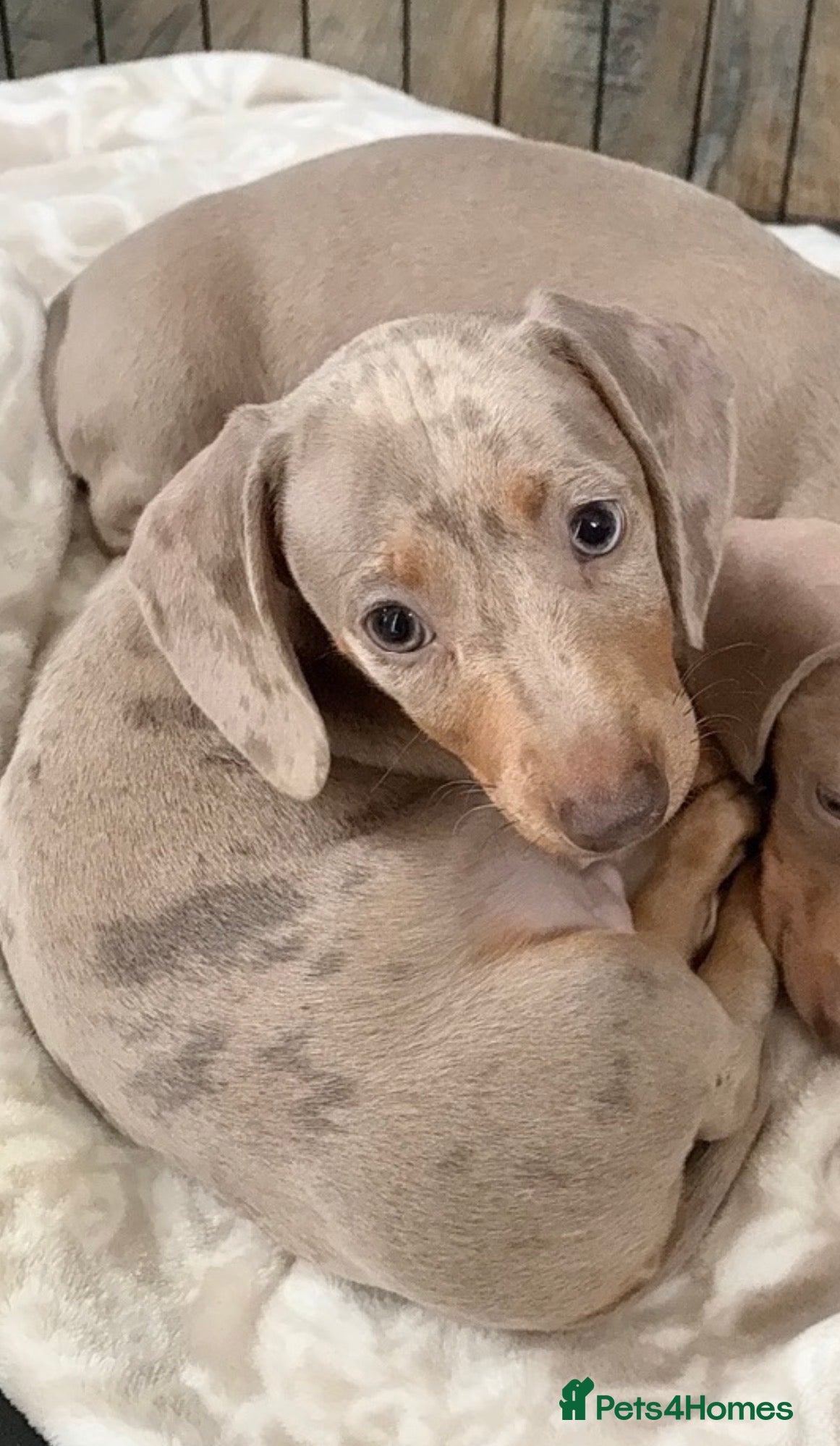 Miniature Dachshund dogs KC REGISTERED LAST BOY dachshund - Advert 6