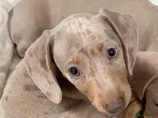 Miniature Dachshund dogs KC REGISTERED LAST BOY dachshund - Advert 6