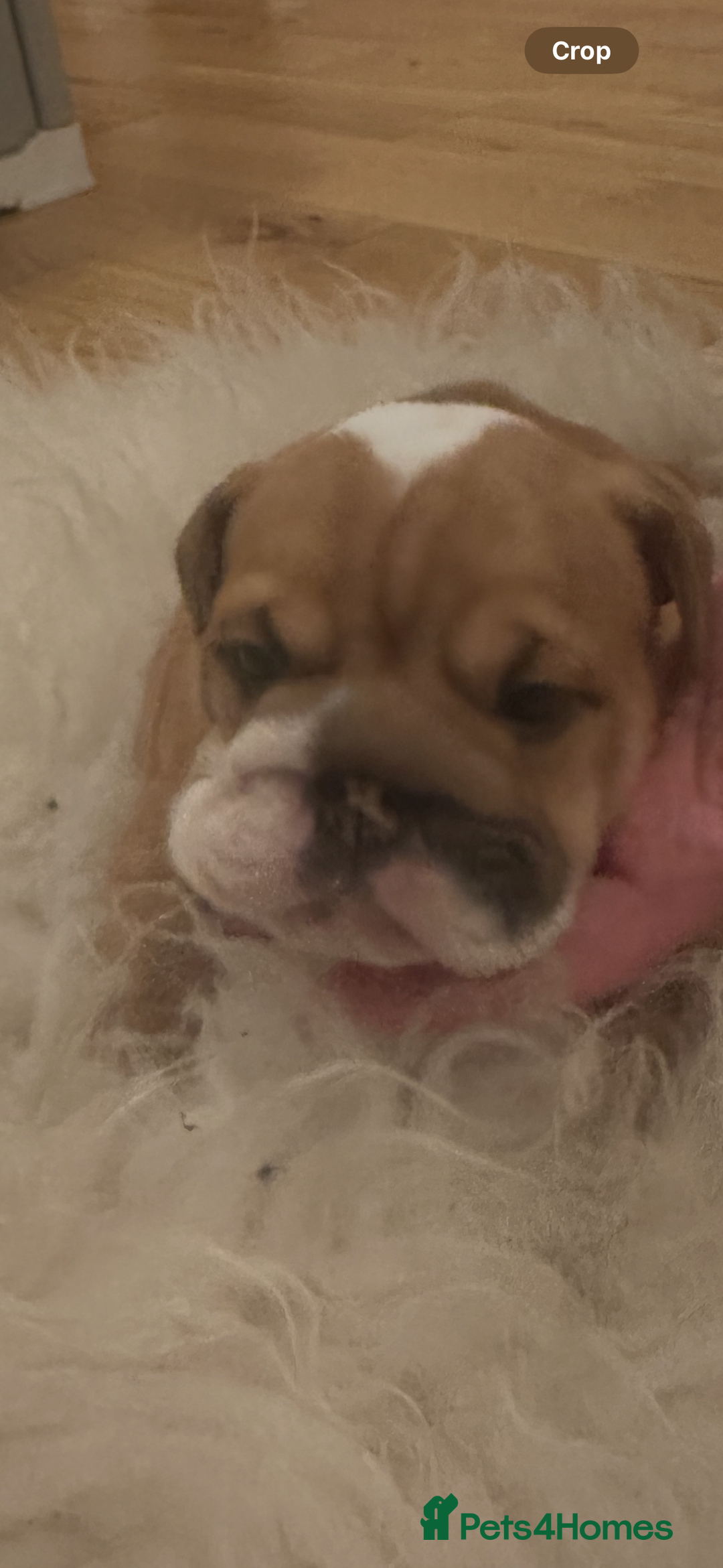 English Bulldog dogs for sale: Full Pedigree KC Registered English Bulldogs - Advert 16