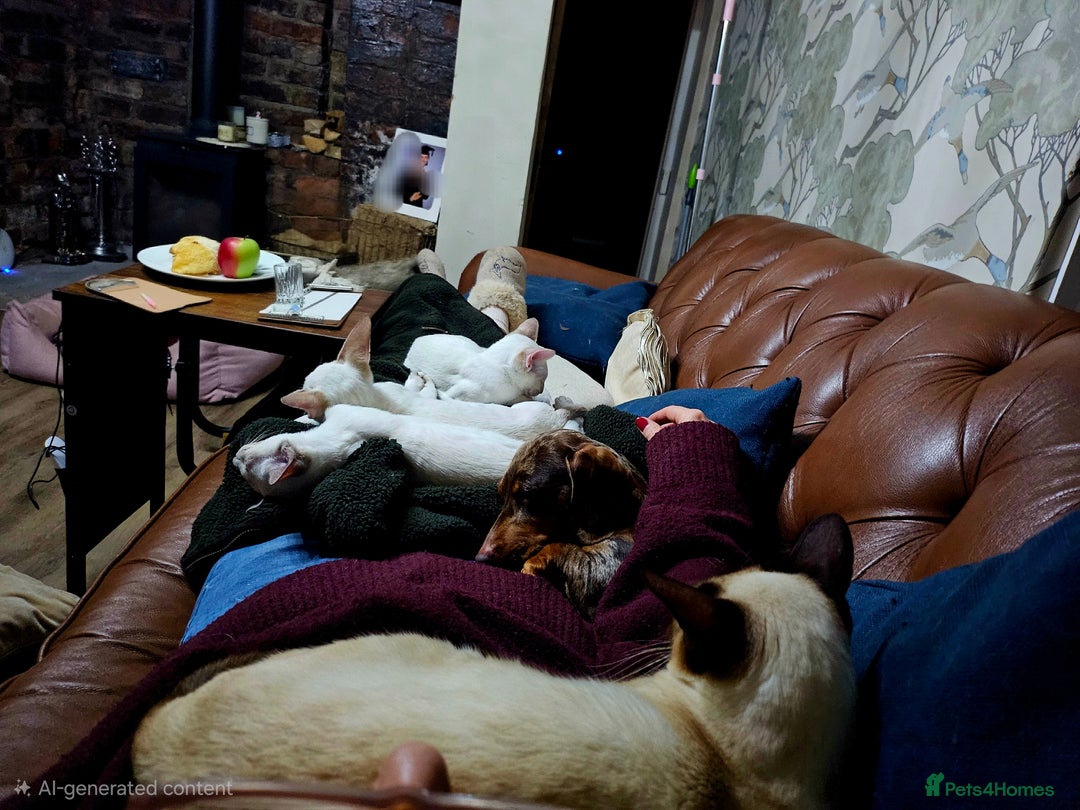 Siamese cats for sale: Beautiful loving Siamese female - Advert 2