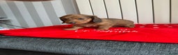 Miniature Dachshund dogs for sale: Miniature Dachounds  - Advert 5