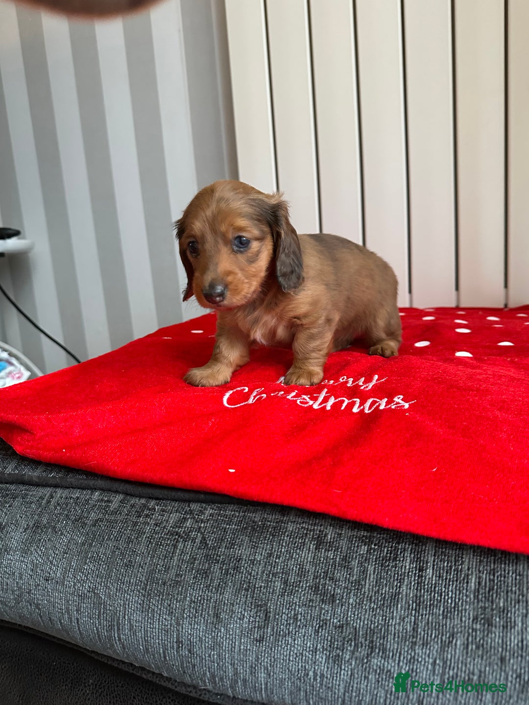 Miniature Dachshund dogs for sale: Miniature Dachounds  - Advert 5