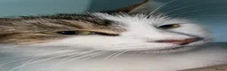 Mixed Breed cats for sale: Kittens - Advert 5