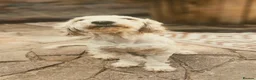 Cockapoo dogs for sale: Bandit - Advert 4