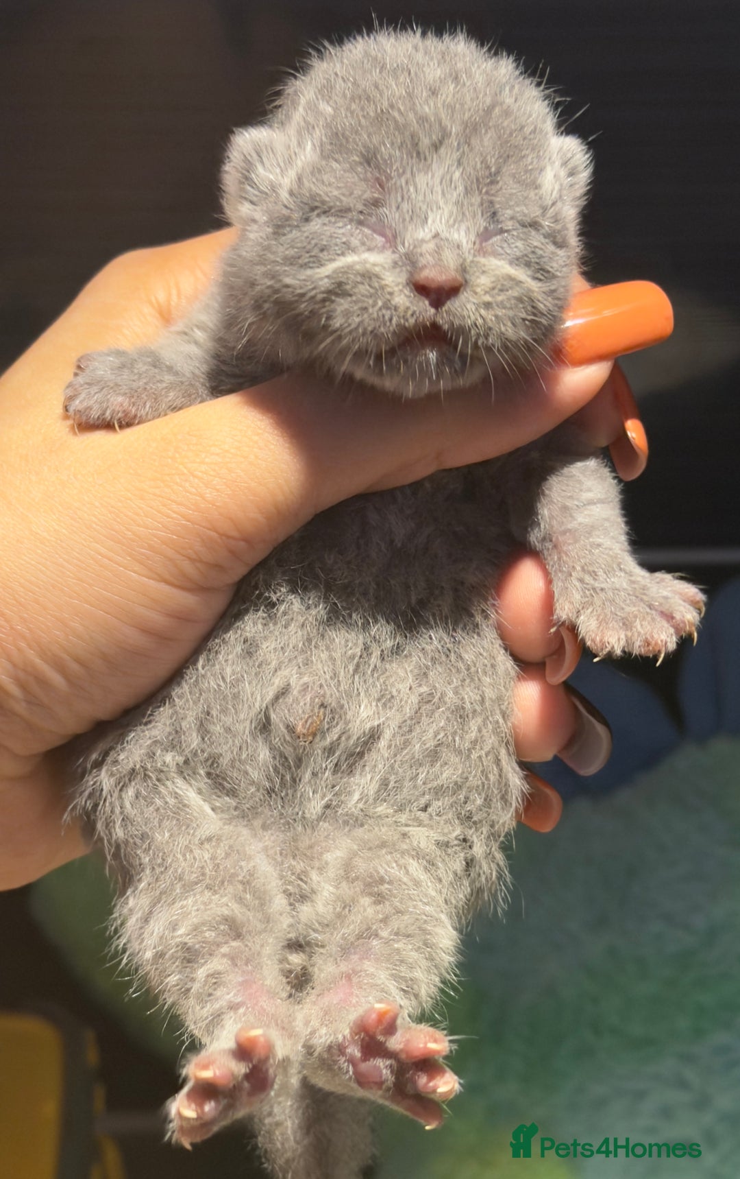 British Shorthair cats for sale: British Shorthair babies 💞💞💞 - Image 7