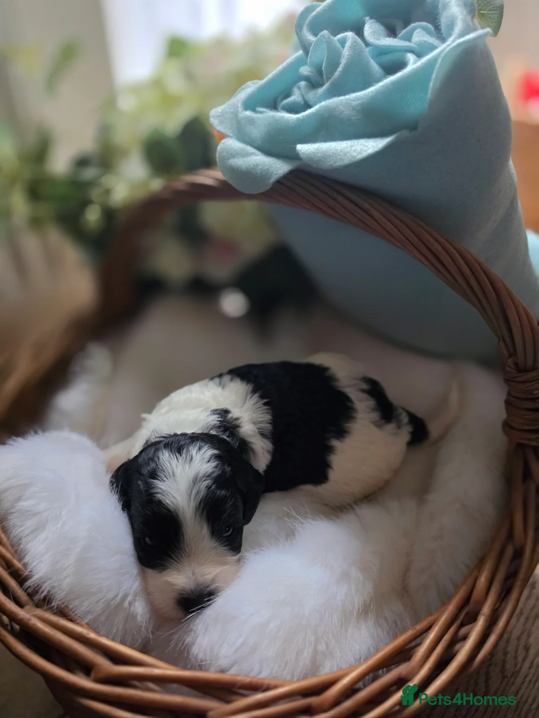 Cavapoo dogs for sale: F1BB Cavapoo - Advert 9