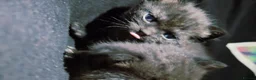 Bombay cats for sale: Adorable Black Kittens – Ready Now 🐾 in Cardiff - Advert 7