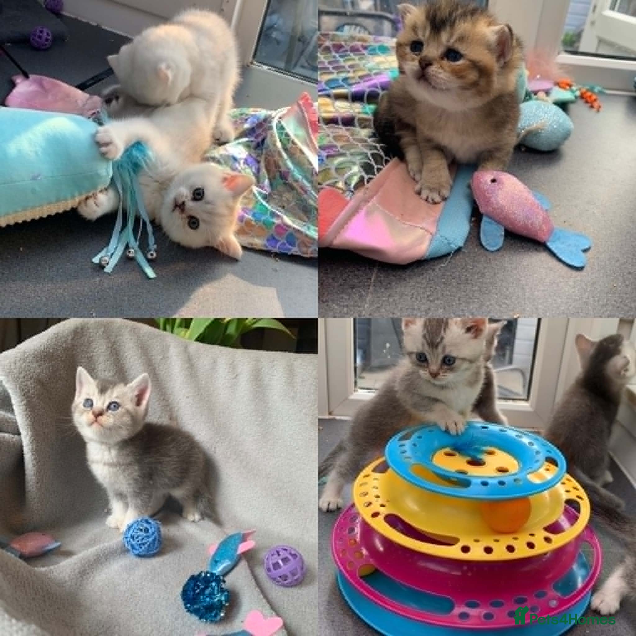 British Shorthair cats BSH Silver and Blue Ticked Shaded - Advert 1