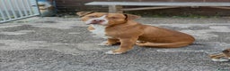 Mixed Breed dogs for sale: Pocket Bully Cross/ American Bully - Advert 16