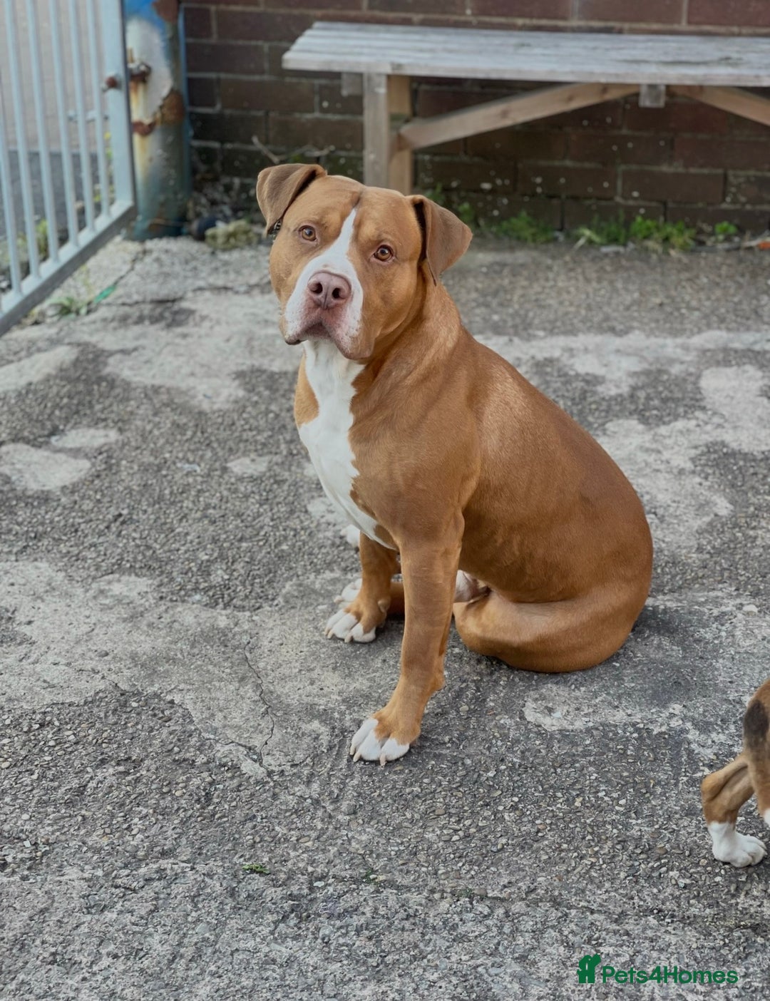 Mixed Breed dogs for sale: Pocket Bully Cross/ American Bully - Advert 16