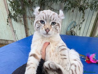 Keetso cats Superb snow leopard male - Advert 1