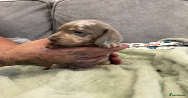 Miniature Dachshund dogs - Advert 5