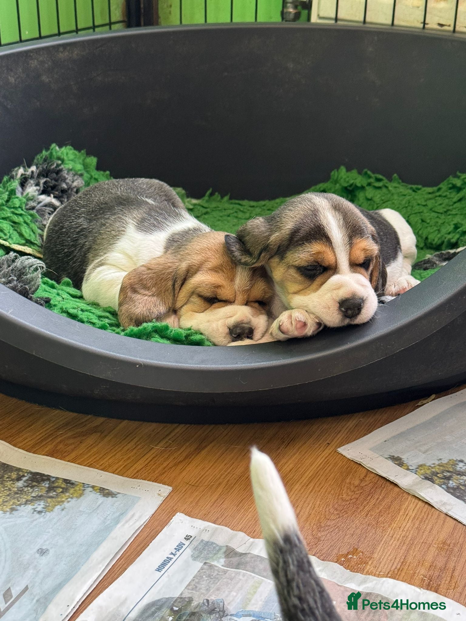 Beagle dogs Beautiful Beagles - Advert 2