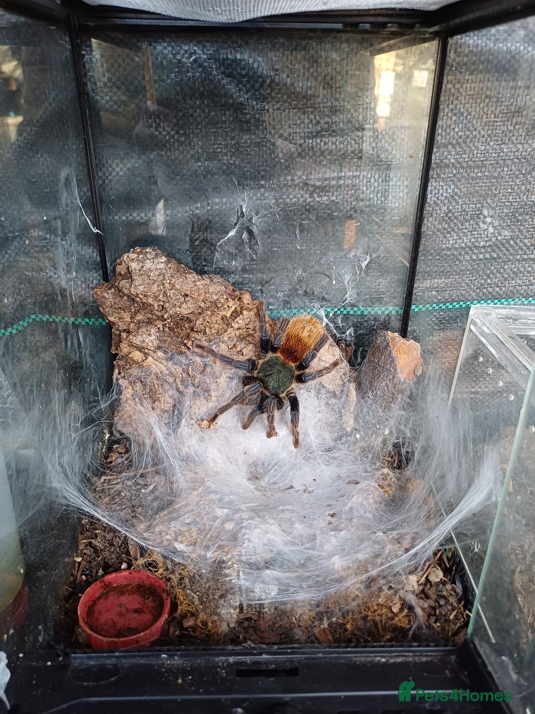 Tarantulas invertebrates for sale: GBB & salmon pink birdeater  - Advert 1