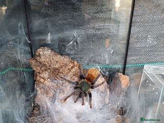 Tarantulas invertebrates GBB & salmon pink birdeater - Advert 7