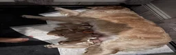 Golden Retriever dogs for sale: BEAUTIFUL GOLDEN RETRIEVER PUPPIES 🐾 in Hull - Advert 5