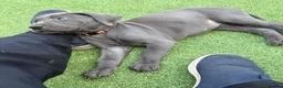 Great Dane dogs for sale: Ready to go! Blue Great Danes - 2 Girls Remaining! - Advert 31