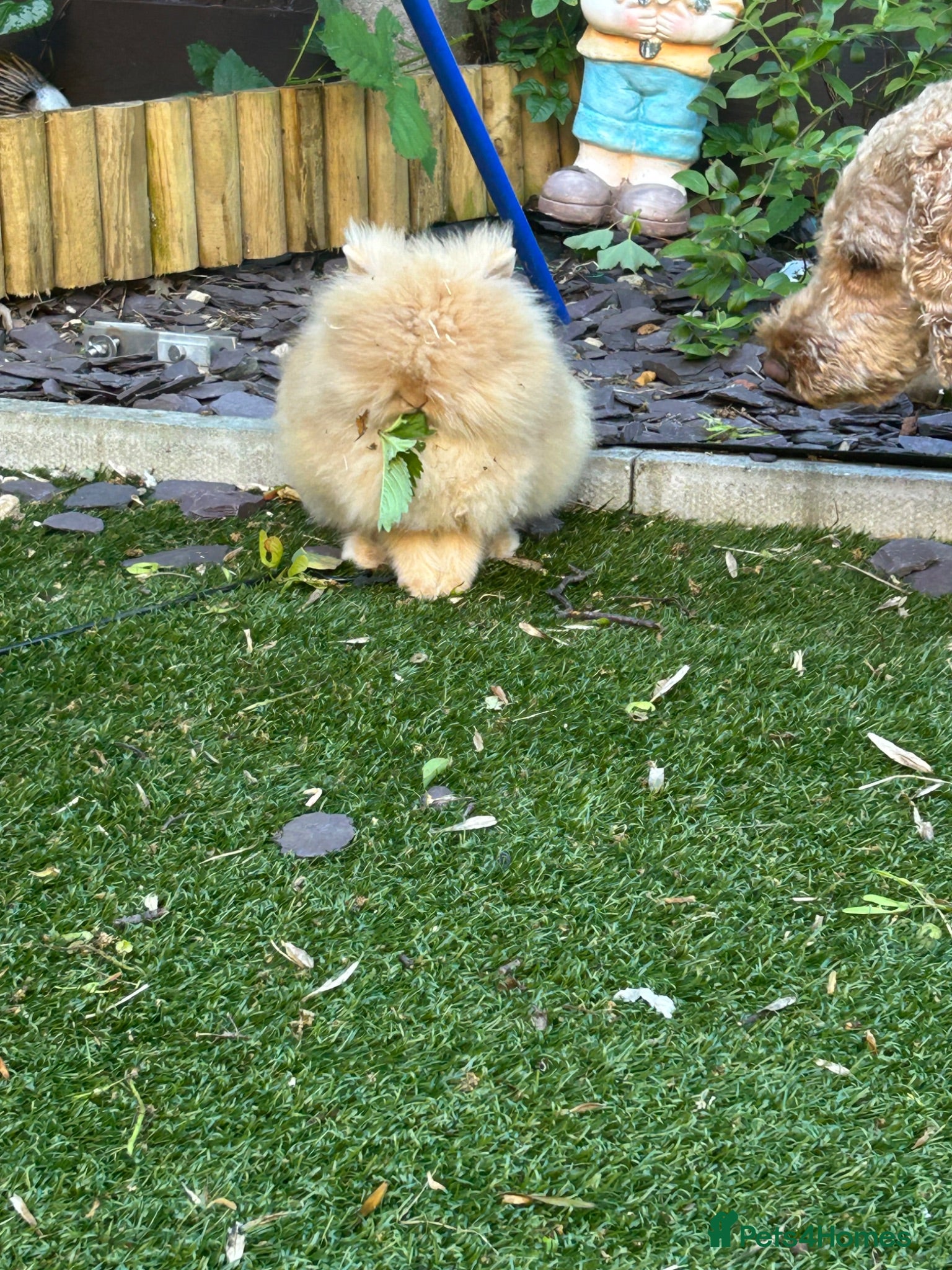 Lionhead rabbits Two lion head rabbits for sale - Advert 17