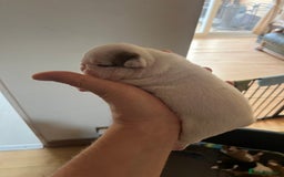 English Bulldog dogs for sale: English bulldogs - Advert 26