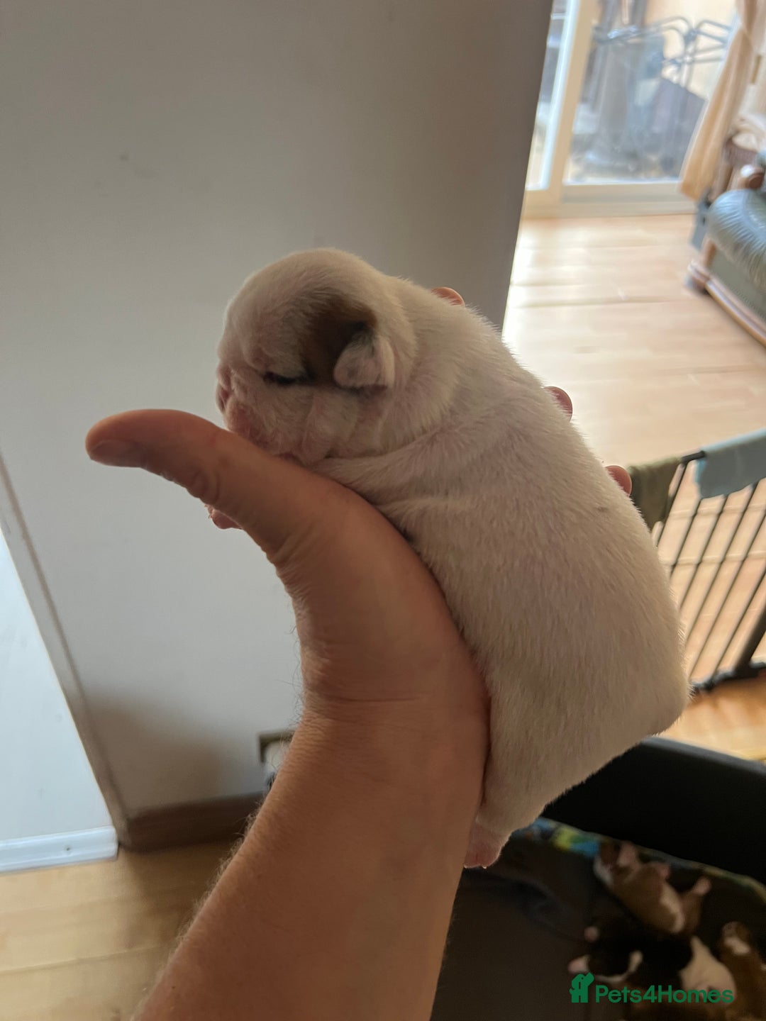 English Bulldog dogs for sale: English bulldogs - Advert 26