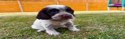 Cockapoo dogs for sale: Beautiful Cockapoo Babies 🐾🐾🐾 - Advert 3