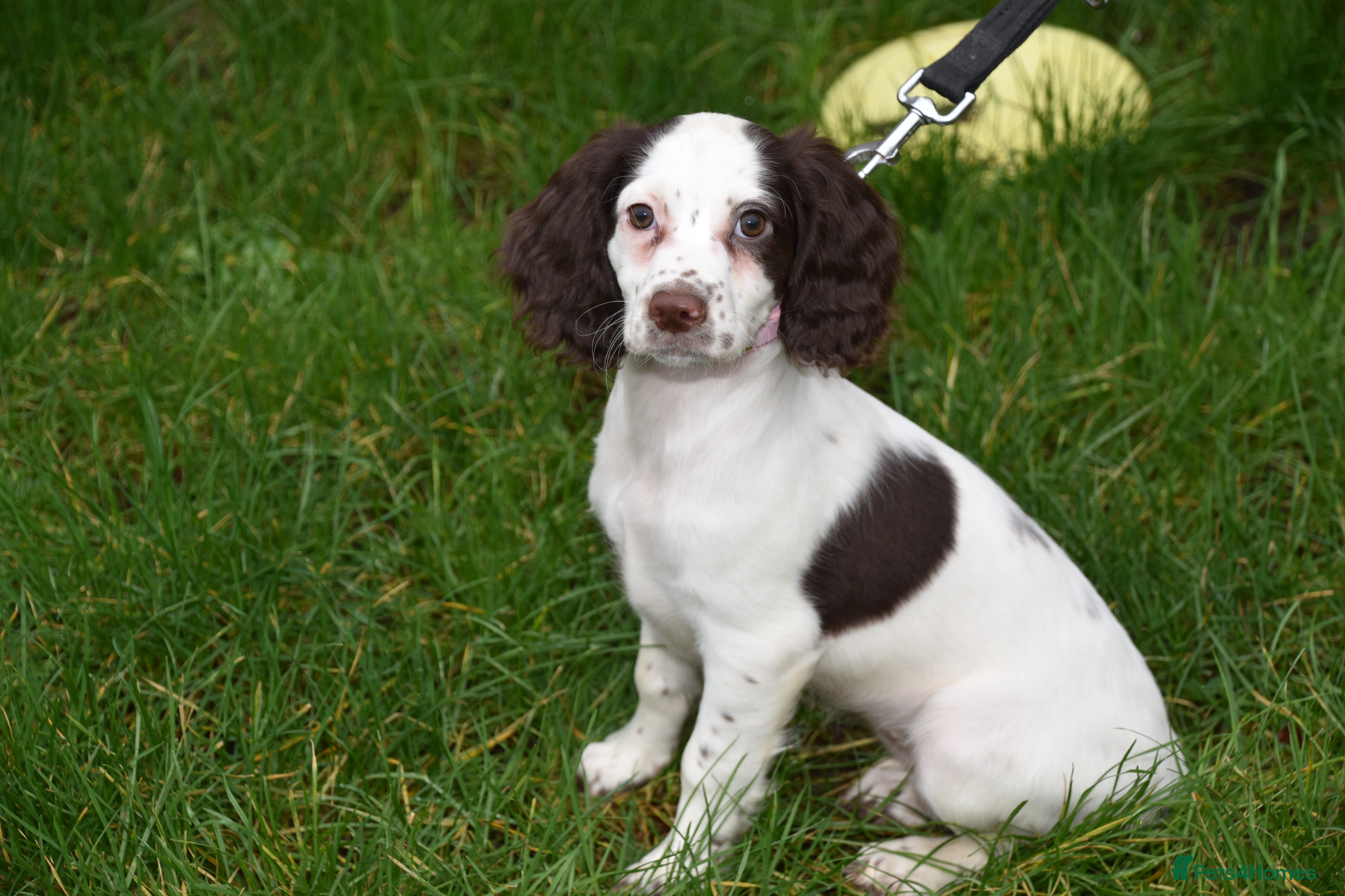 Cocker Spaniel dogs Ready Now Kc Reg Health Tested - Advert 5