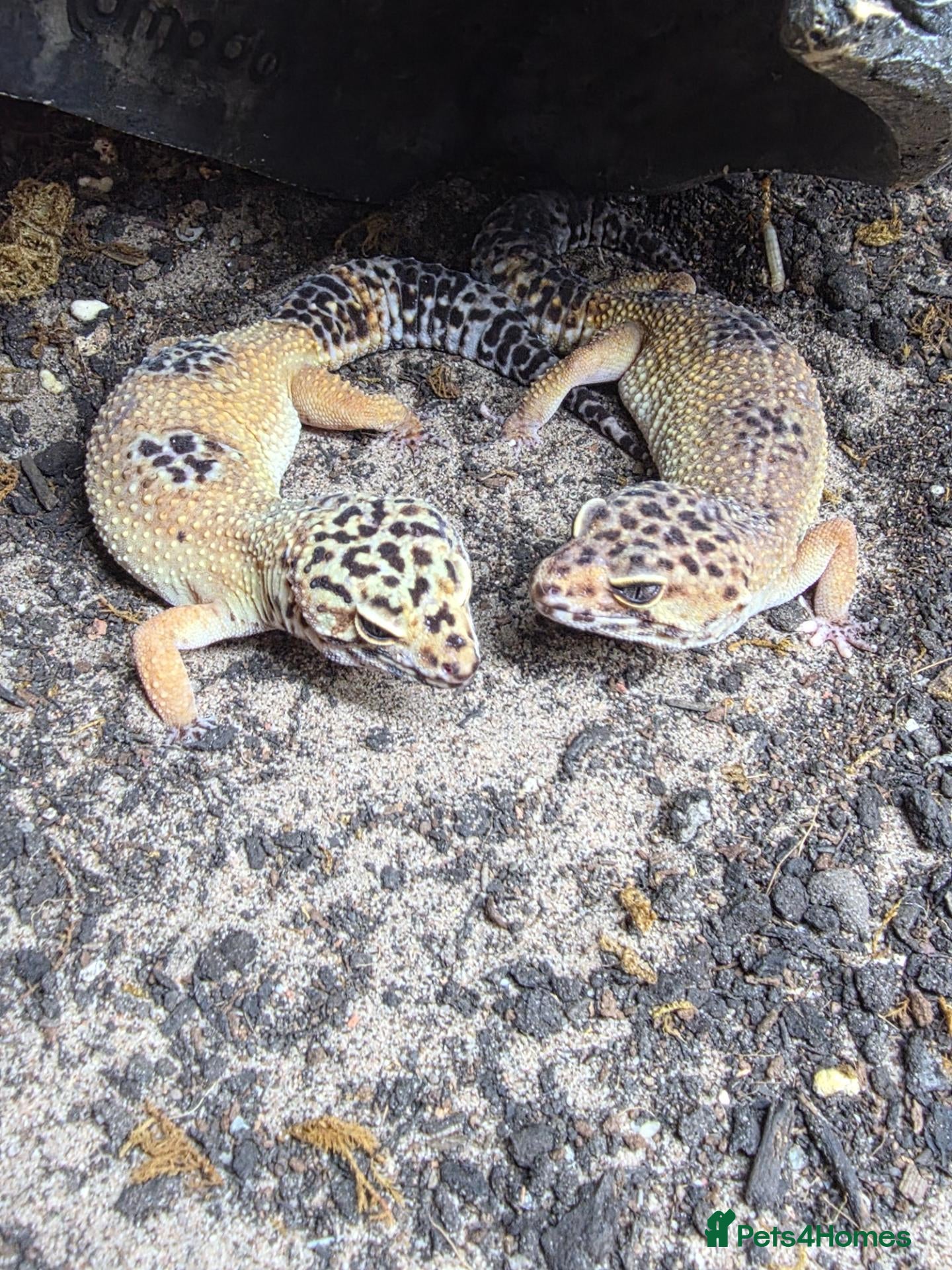 Leopard Gecko reptiles 2 leopard geckos and set up £150 - Advert 1