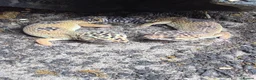 Leopard Gecko reptiles for sale: 2 leopard geckos and set up £150 in Basildon - Advert 1