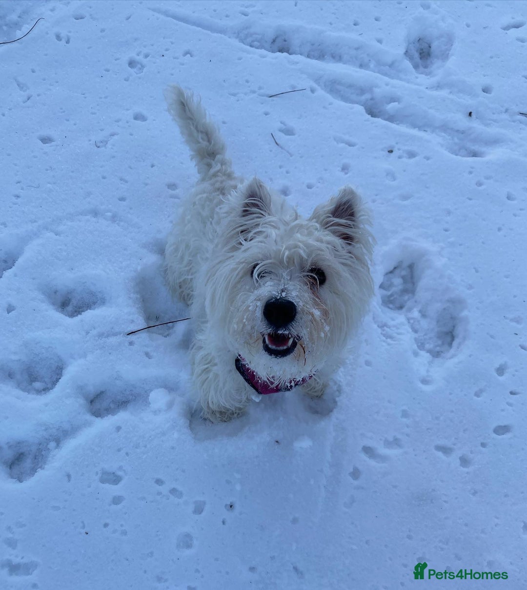 West Highland Terrier dogs for sale: Adorable West Highland Terrier - Advert 3