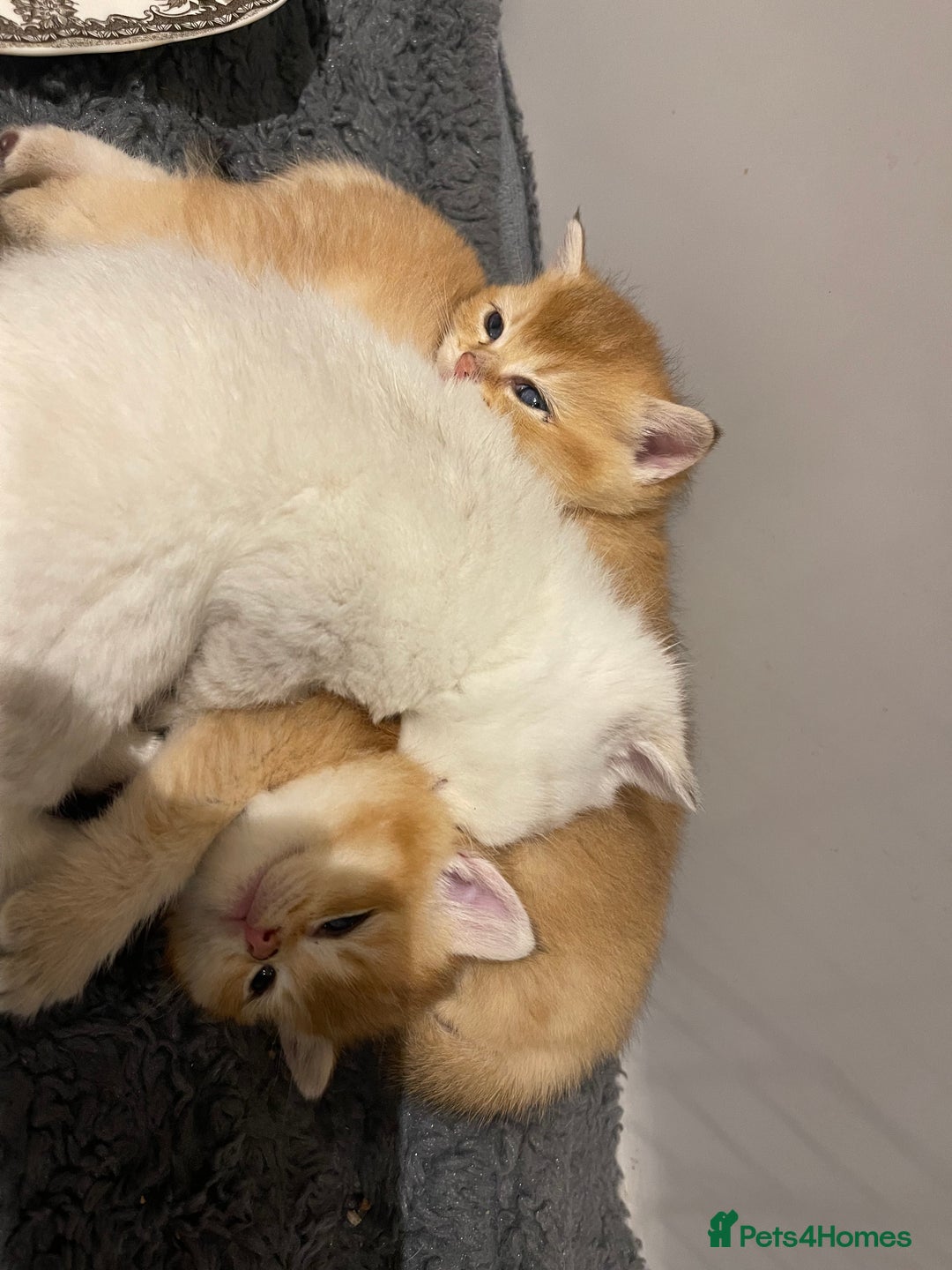 British Shorthair cats for sale: British shorthairs  - Advert 5