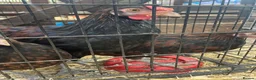 Chickens poultry for sale: Derbyshire Redcap chickens - Advert 5