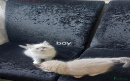 Ragdoll cats for sale: The most beautiful and adorable Ragdoll kittens  - Image 15