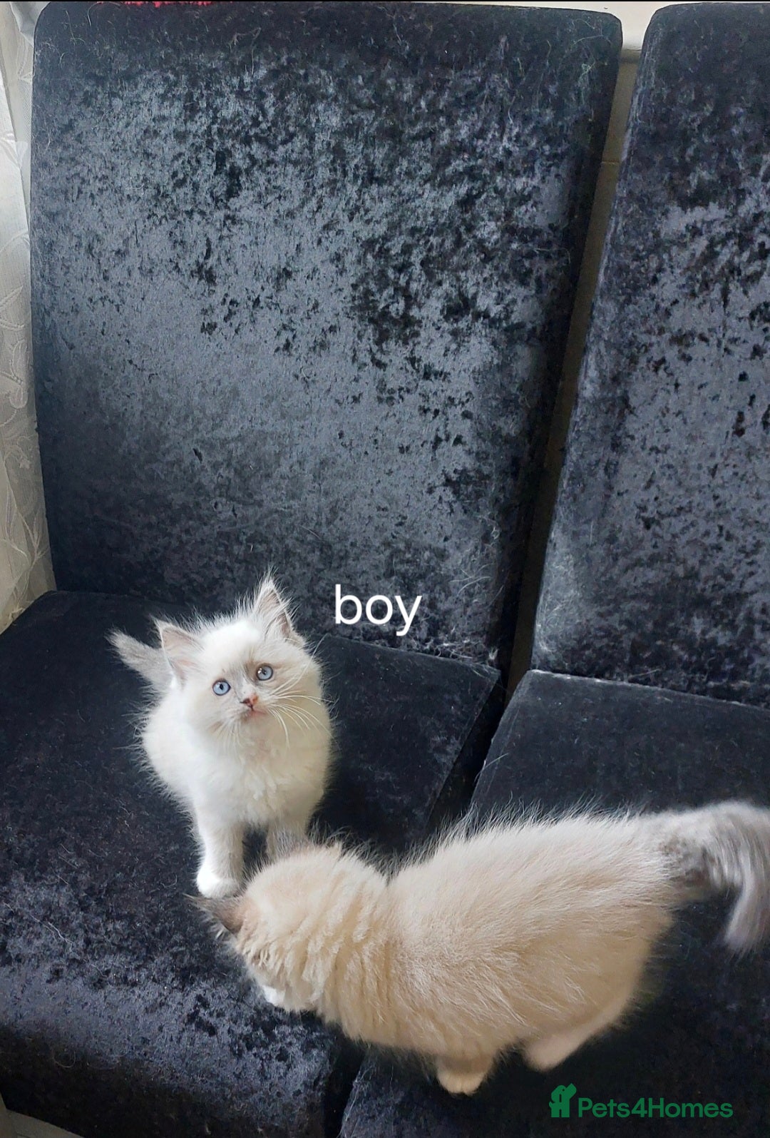 Ragdoll cats for sale: The most beautiful and adorable Ragdoll kittens  - Image 15