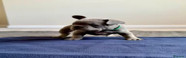 French Bulldog 7