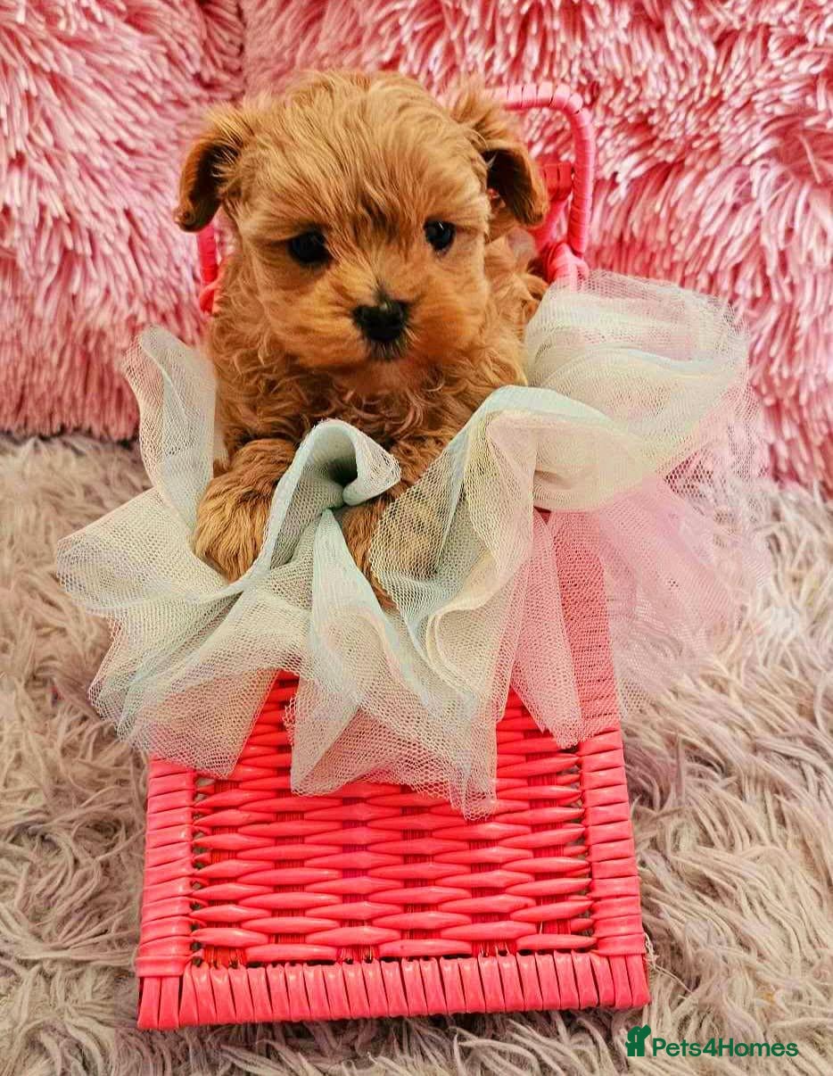 Maltipoo dogs Tiny MaltiPoo Girls 🐾 - Advert 10