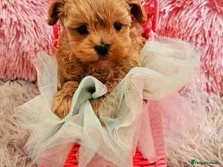 Maltipoo dogs Tiny MaltiPoo Girls 🐾 - Advert 10