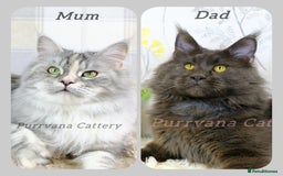 Maine Coon cats for sale: TICA registration Maine coon kittens Ready to go - Image 6