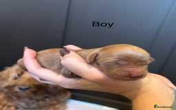 Mini Goldendoodle dogs for sale: F2 mini golden doodle puppies.  - Image 3