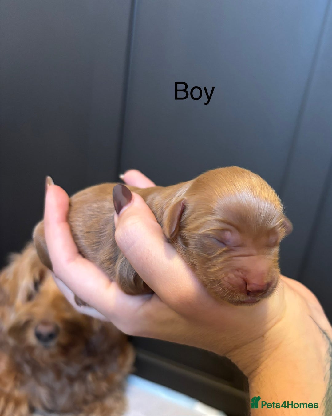 Mini Goldendoodle dogs for sale: F2 mini golden doodle puppies.  - Image 3