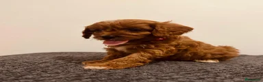 Cavapoo 5