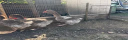Geese poultry for sale: 3 exhibition Toulouse ganders  in Bedworth - Advert 4