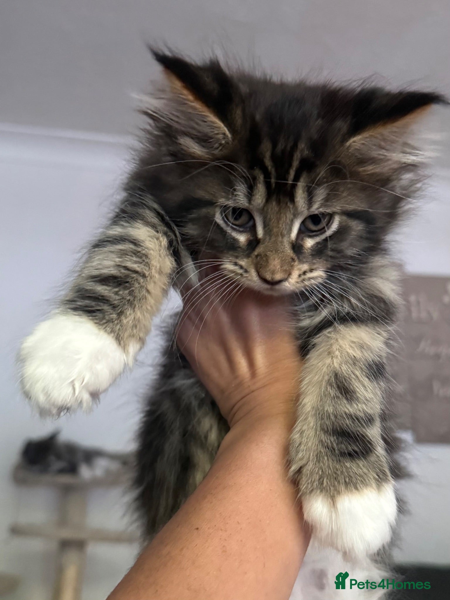Maine Coon cats Mainecoon Kittens XXL 1 boy available  - Advert 2