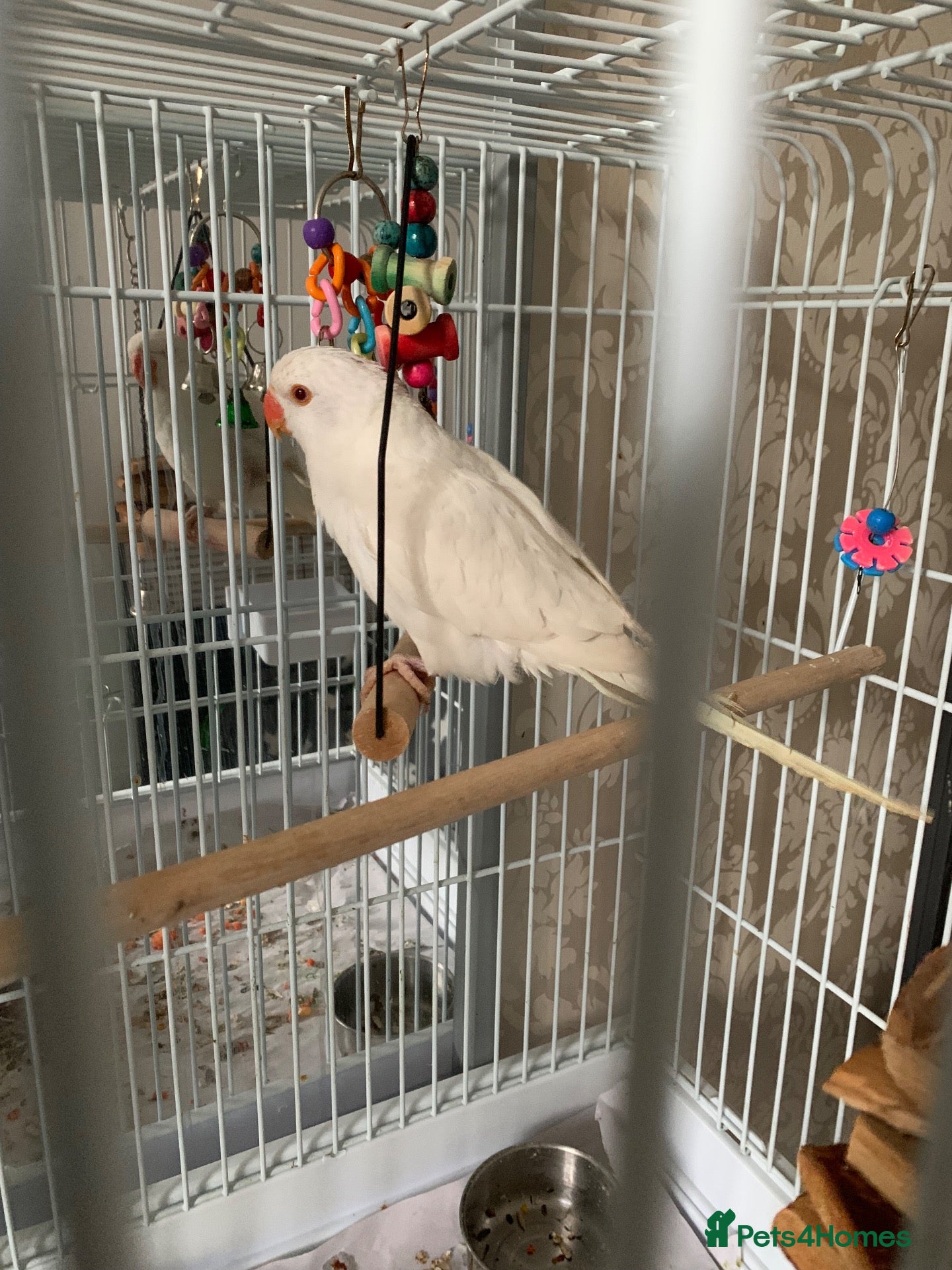 Ringnecks birds Babe Albino Ringneck three months old  - Advert 5