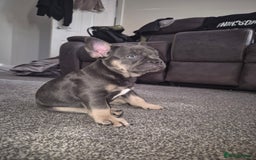 French Bulldog dogs for sale: Beautiful blue tan female french bulldog  - Image 3