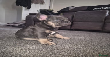 French Bulldog dogs - Advert 15