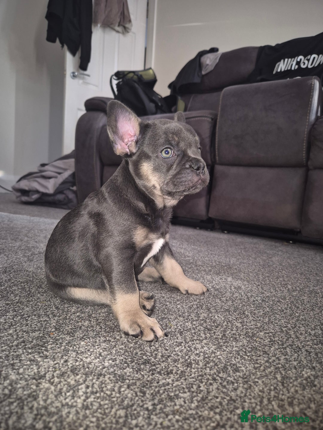 French Bulldog dogs for sale: Beautiful blue tan female french bulldog  - Image 3