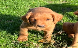 Labrador Retriever dogs for sale: FANTASTIC LITTER FOX RED LABRADOR PUPPIES  - Image 5