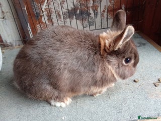 Netherland Dwarf rabbits - Advert 31