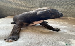 Mixed Breed dogs for sale: French bulldog x Staffordshire bull terrier - Image 13