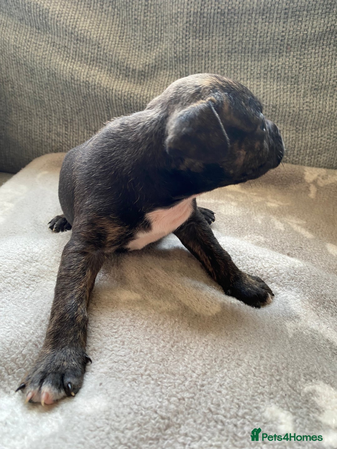 Mixed Breed dogs for sale: French bulldog x Staffordshire bull terrier - Image 13